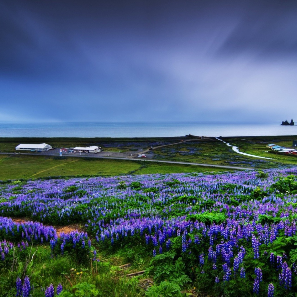 Цветет люпин