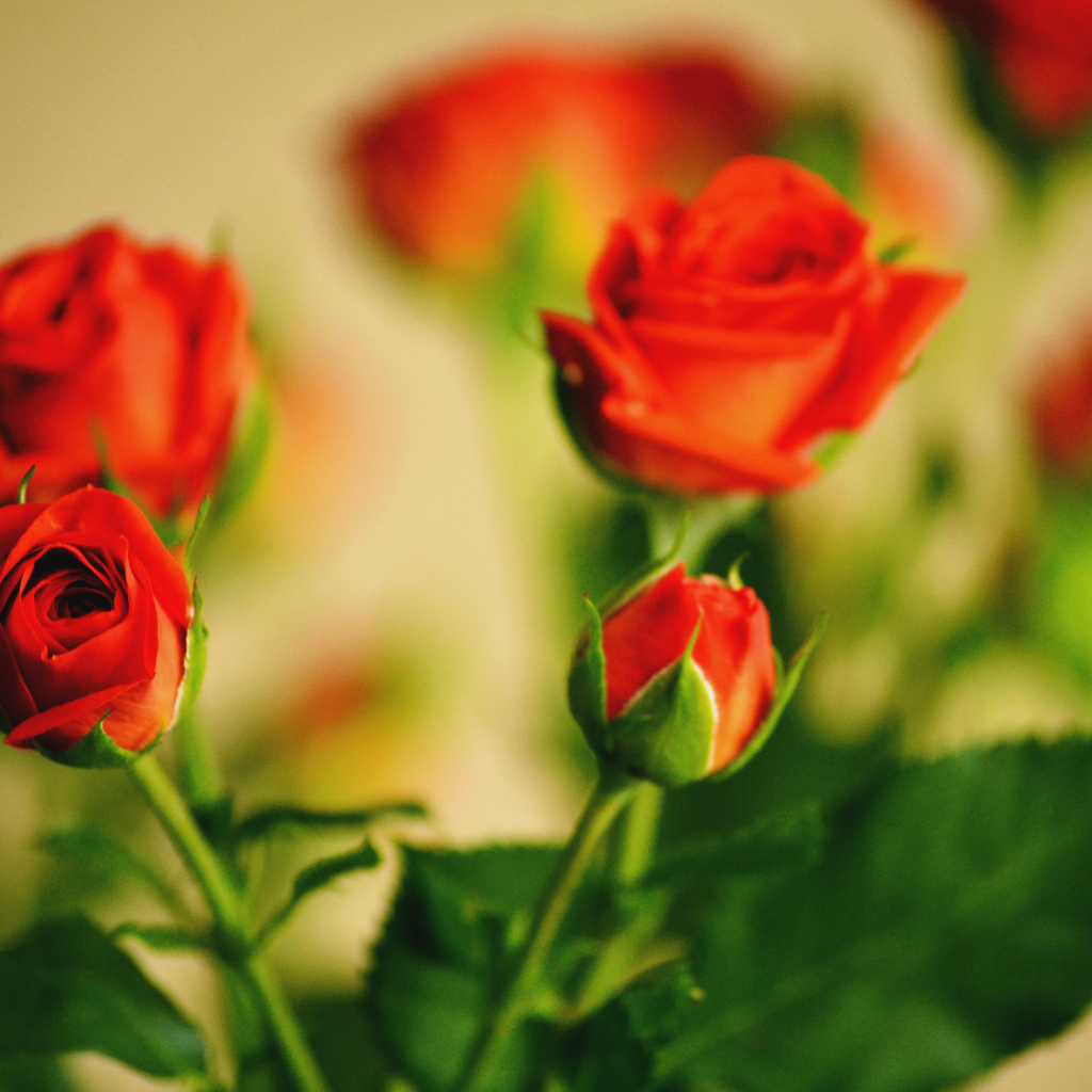 Букет роз с бутоном и листьями