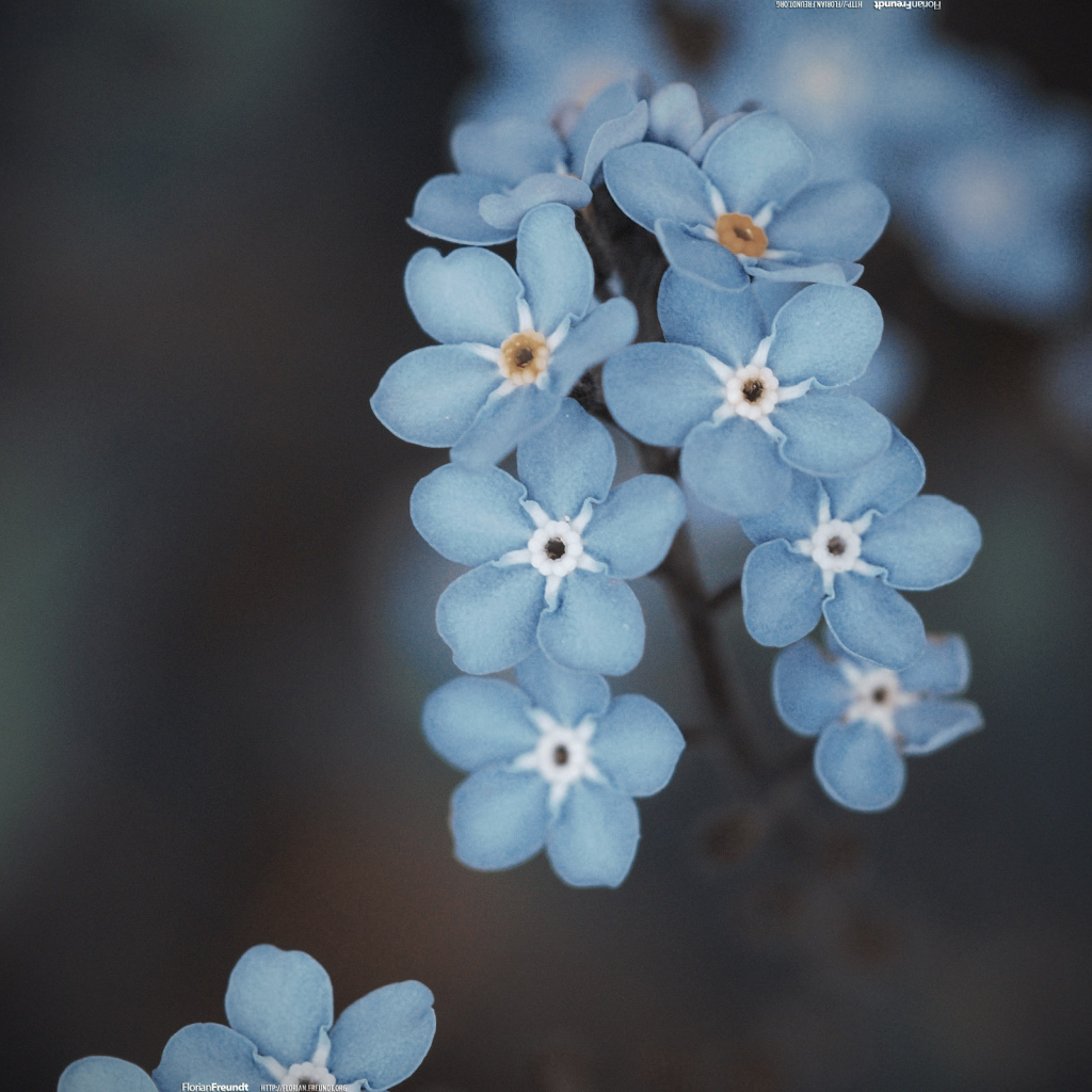 Веточка голубых цветов