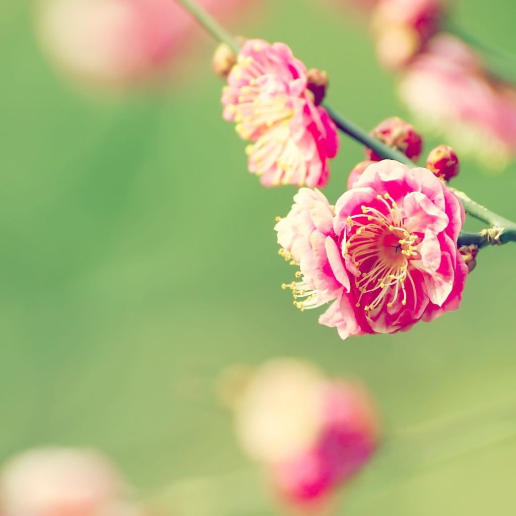 Веточка розовых цветов