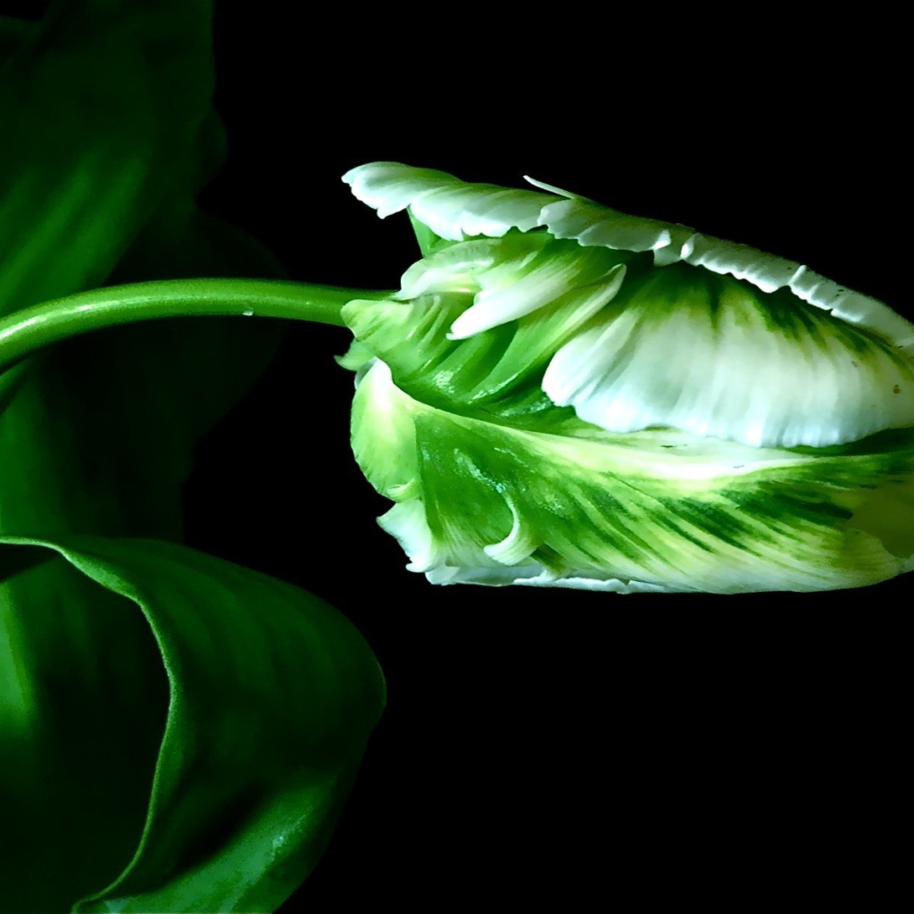 Бутон тюльпана на стебле