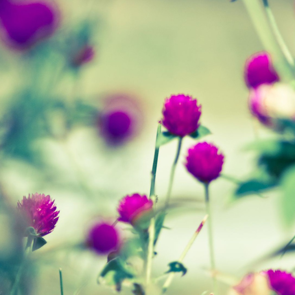 Бабочка на сиреневом цветке