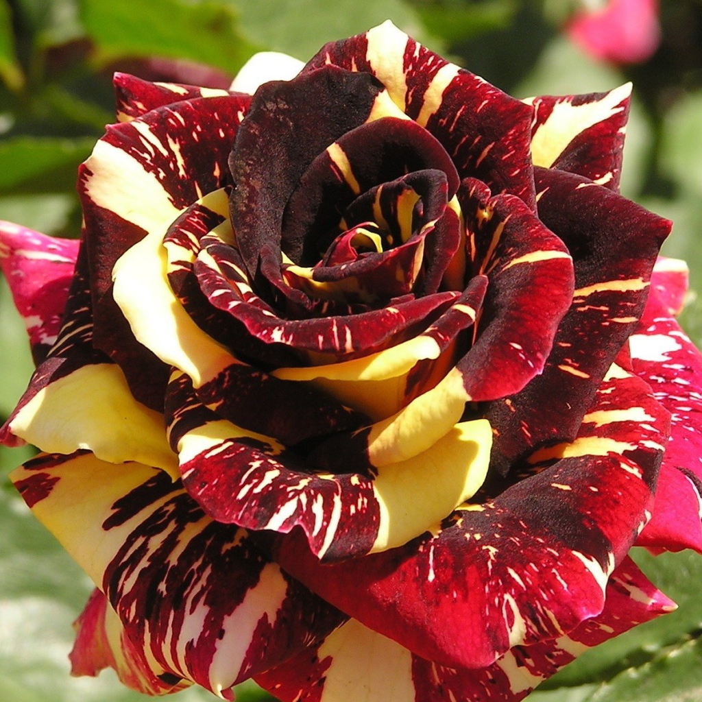 Coloured rose