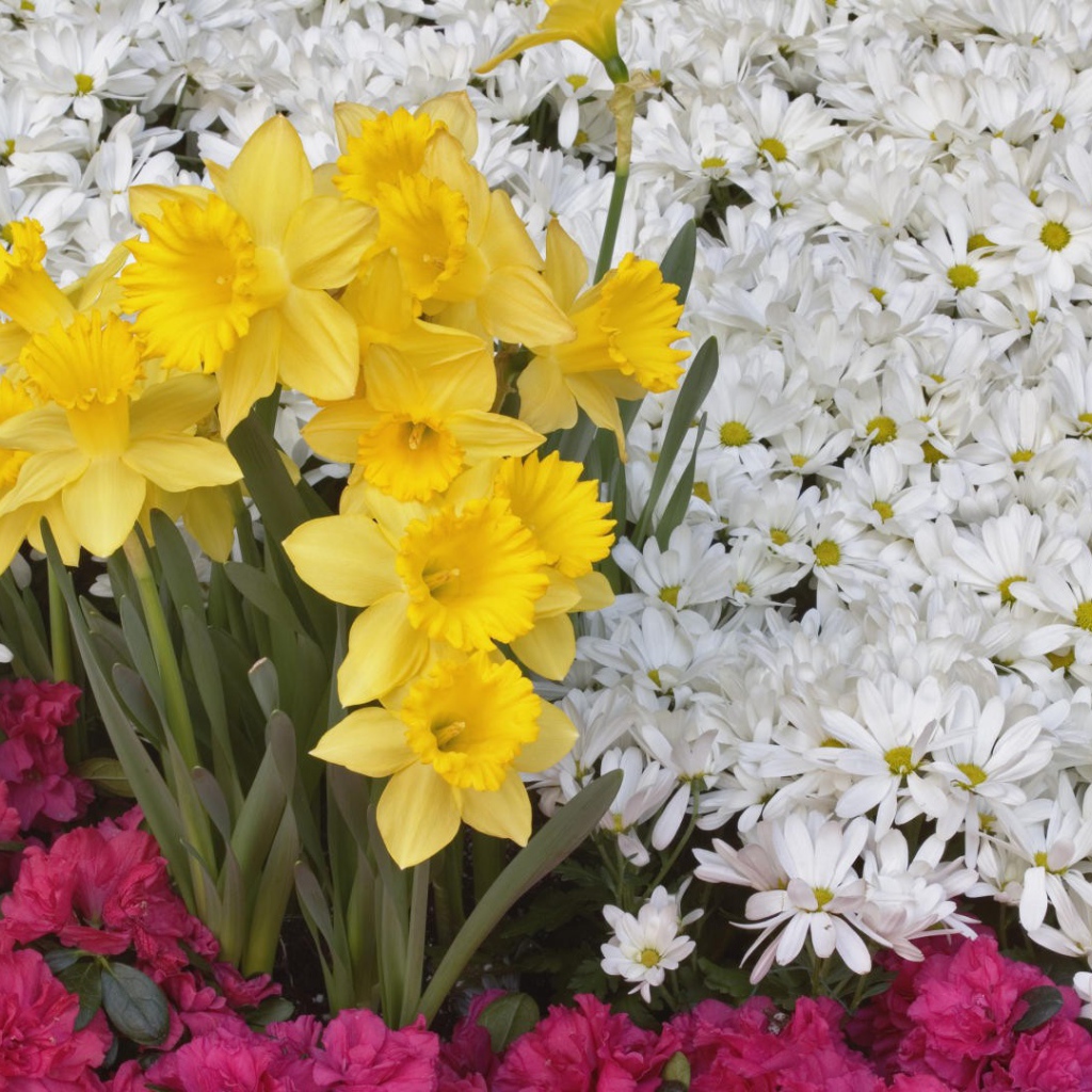 Нарциссы и другие цветы