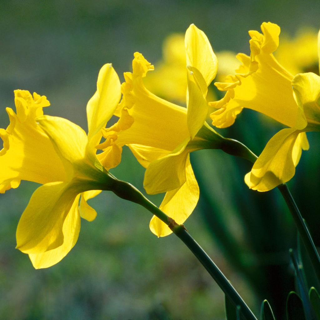 Нарциссы, цветы