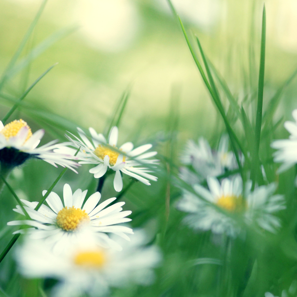 Ромашки в зеленой траве