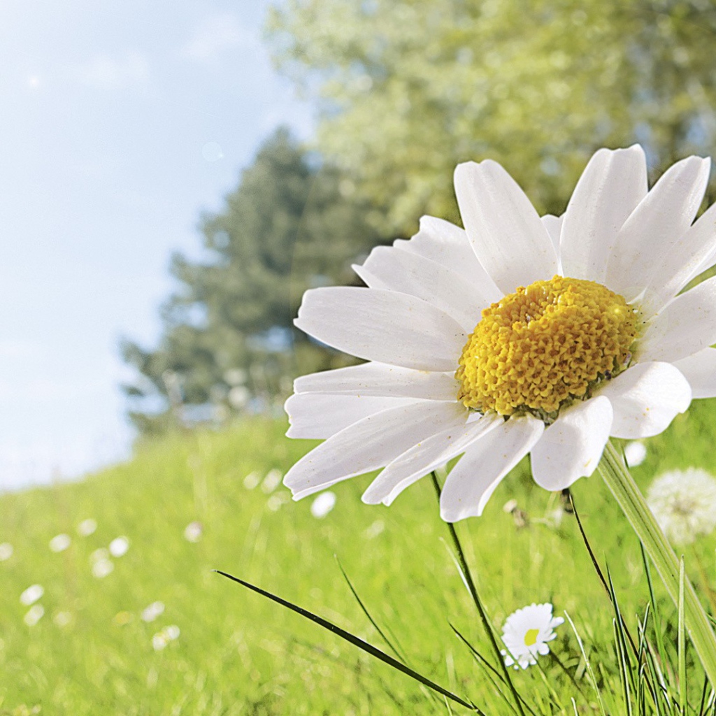 Полевая ромашка