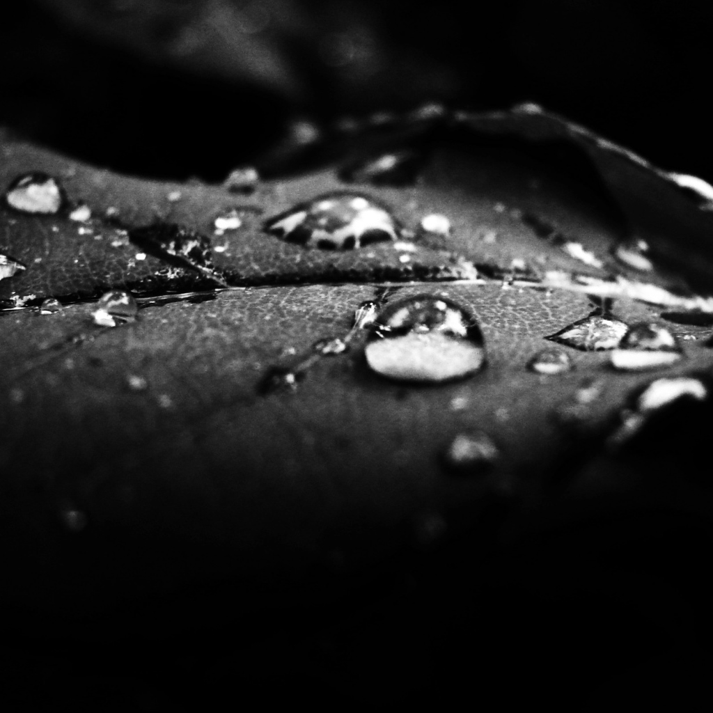 Роса на лепестке