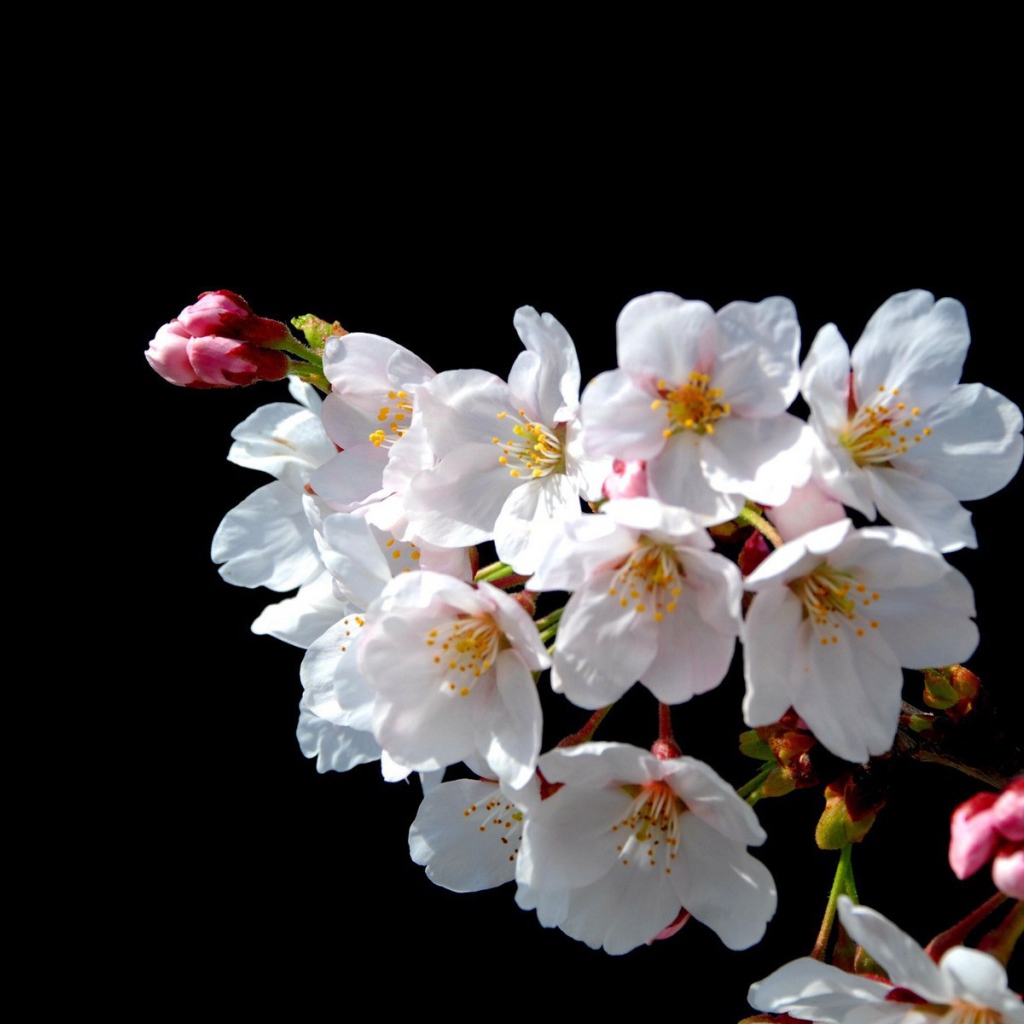 Цветы Японской вишни на черном фоне