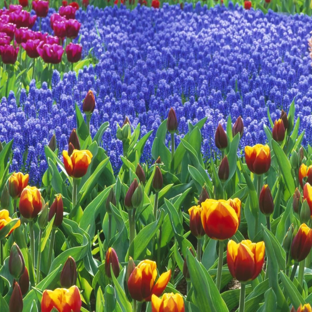 Голландский ландшафт