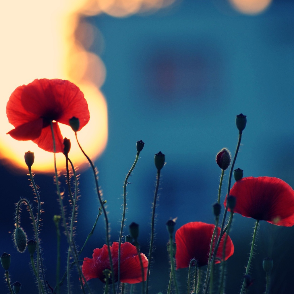 Вечерние маки