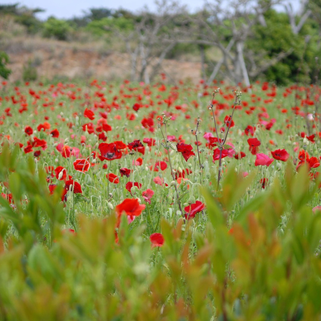 Поле цветущего мака