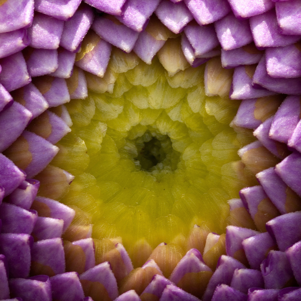 Цветок георгины