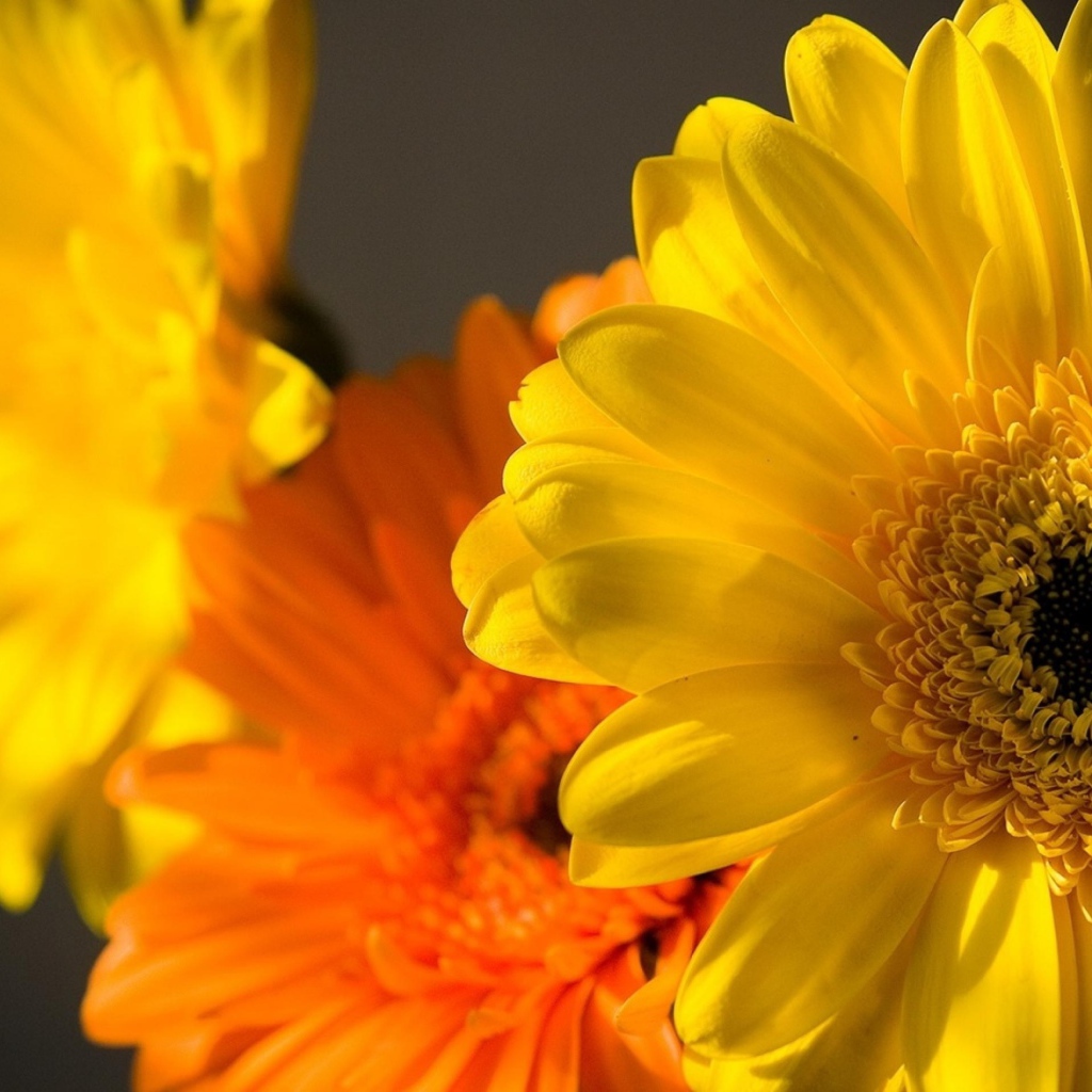 Цветок Гербера желтая