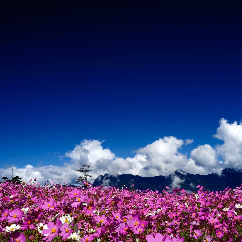 Цветочная поляна