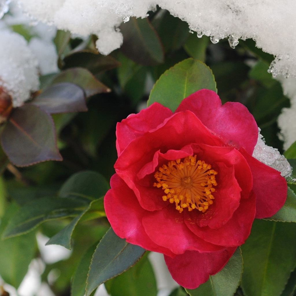 Цветы в снегу