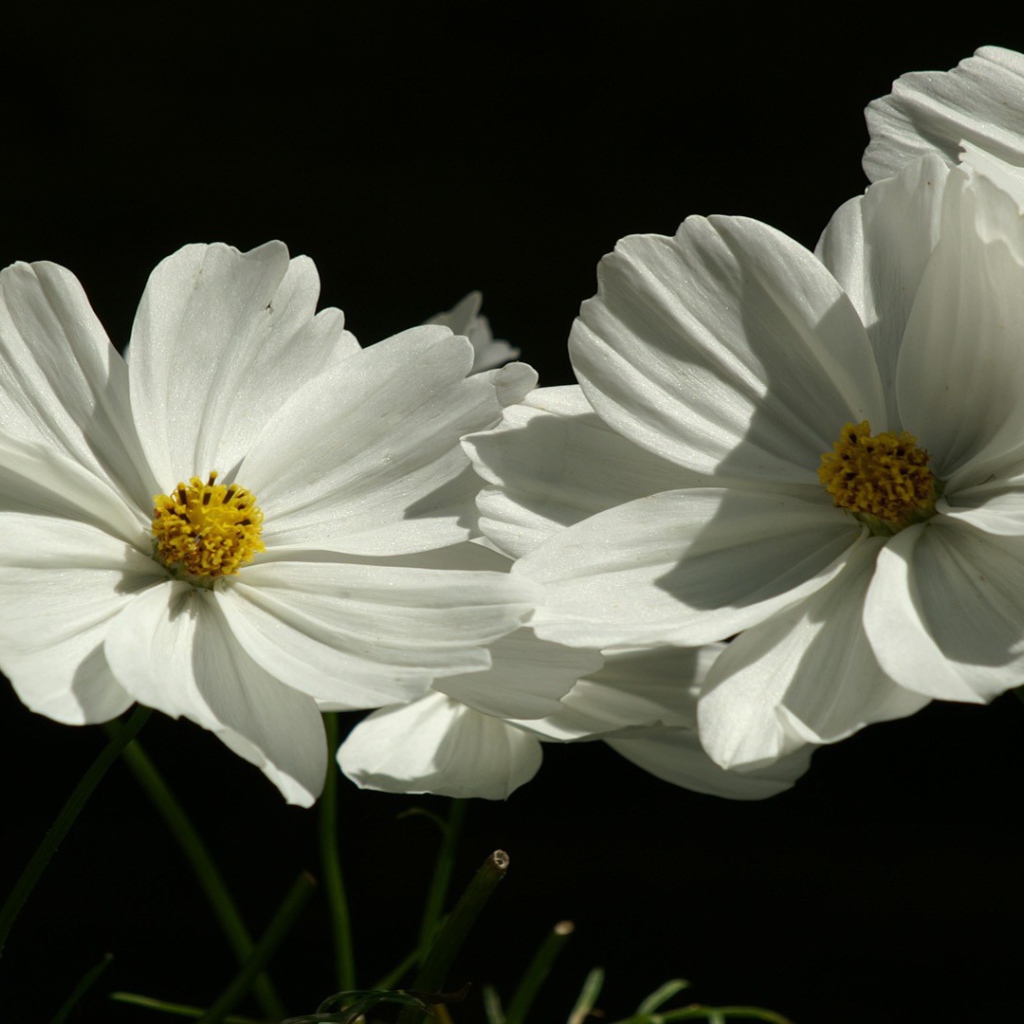Цветы растения белые