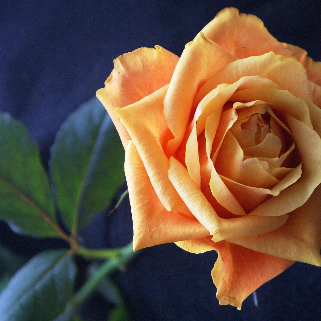 Нежная оранжевая роза