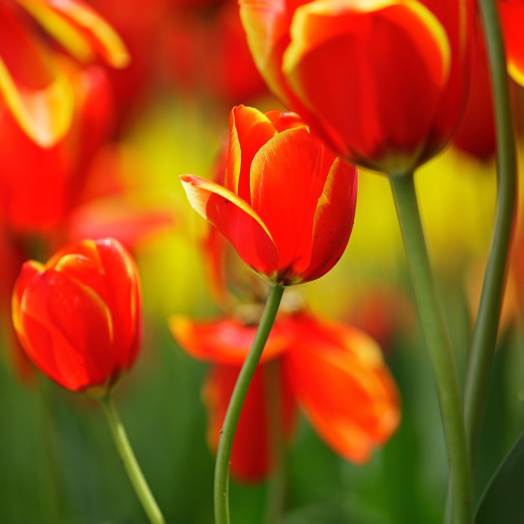 Поляна тюльпанов