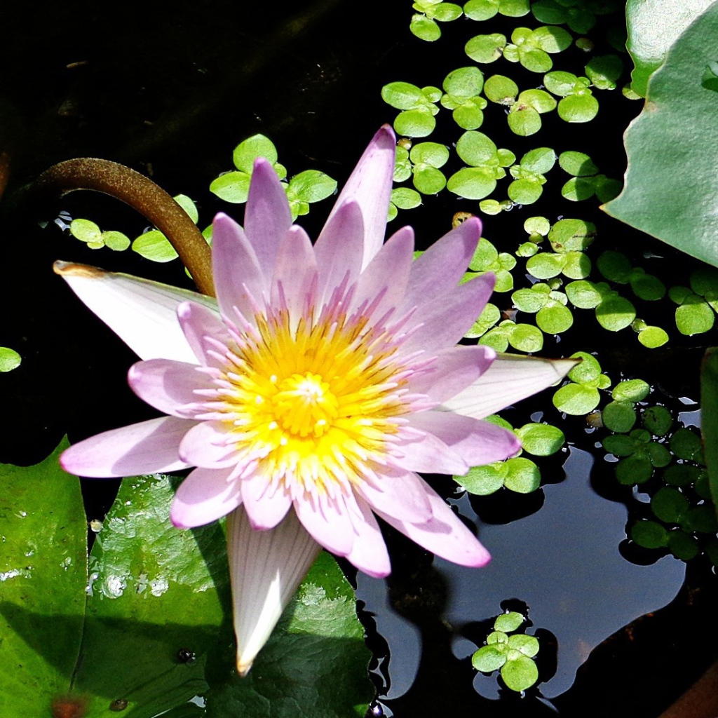  Сиреневая Лилия в воде