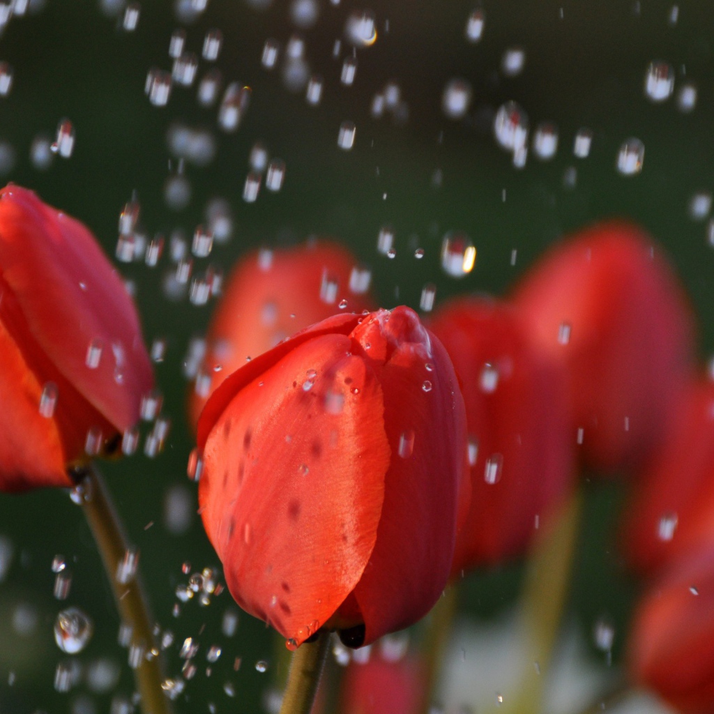 Ландыши и капли