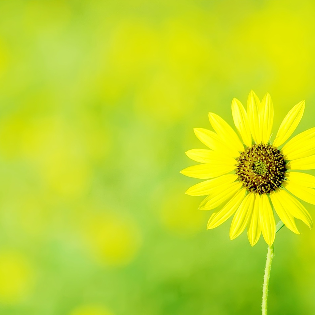 Одинокая ромашка