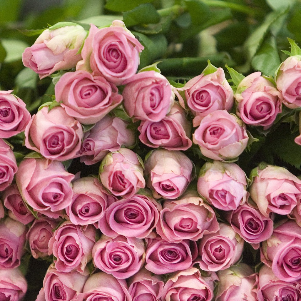 Гора розовых роз