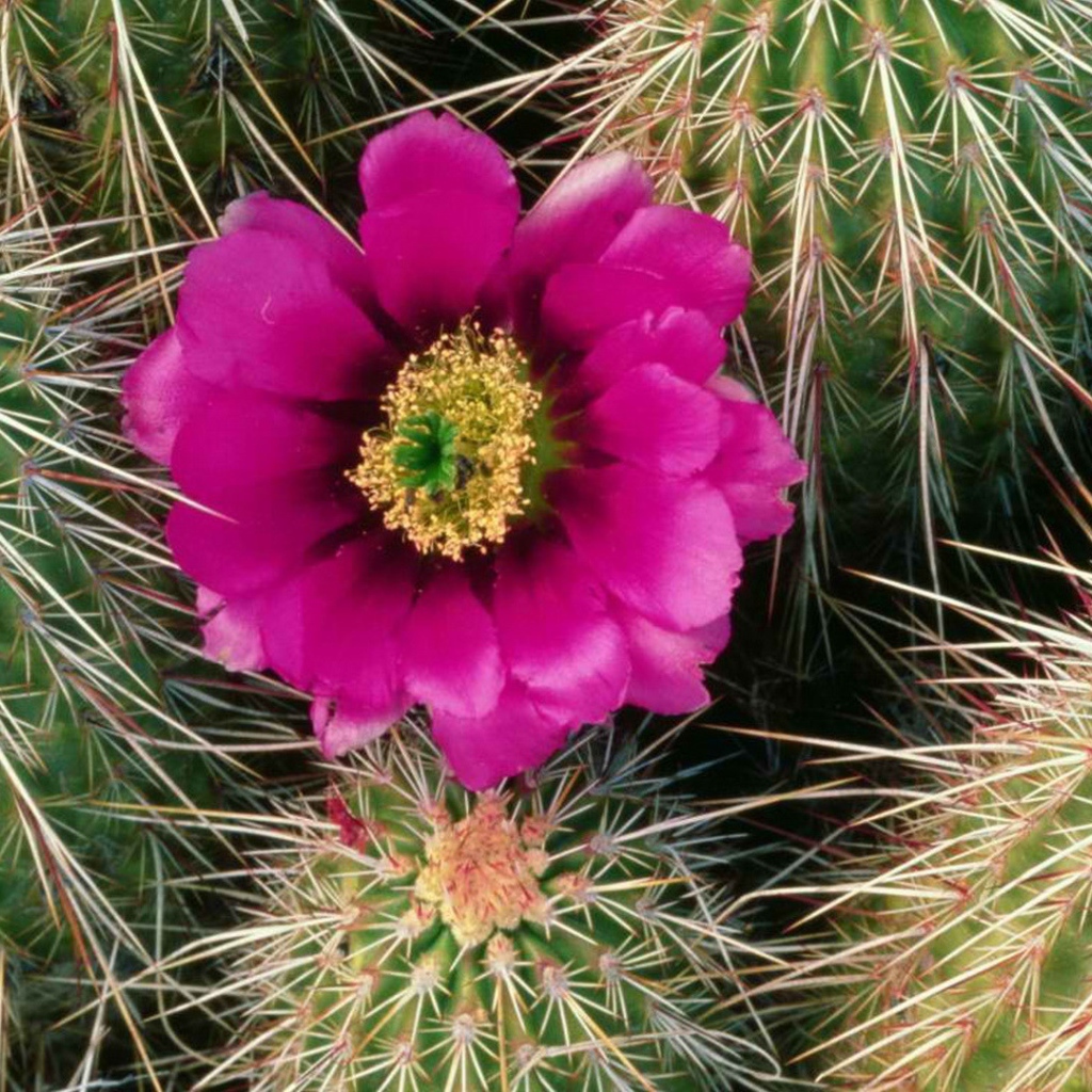 Один Розовый цветок кактуса