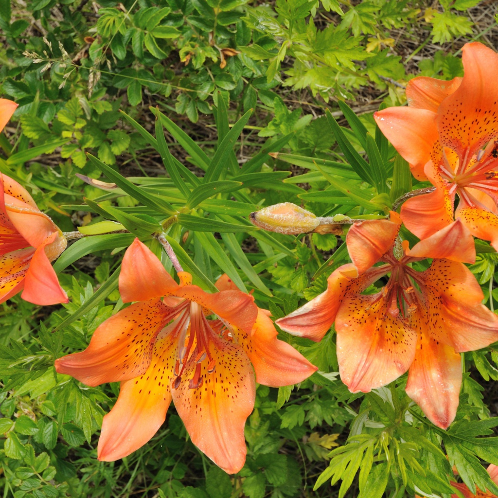 Оранжевые цветы и зелень