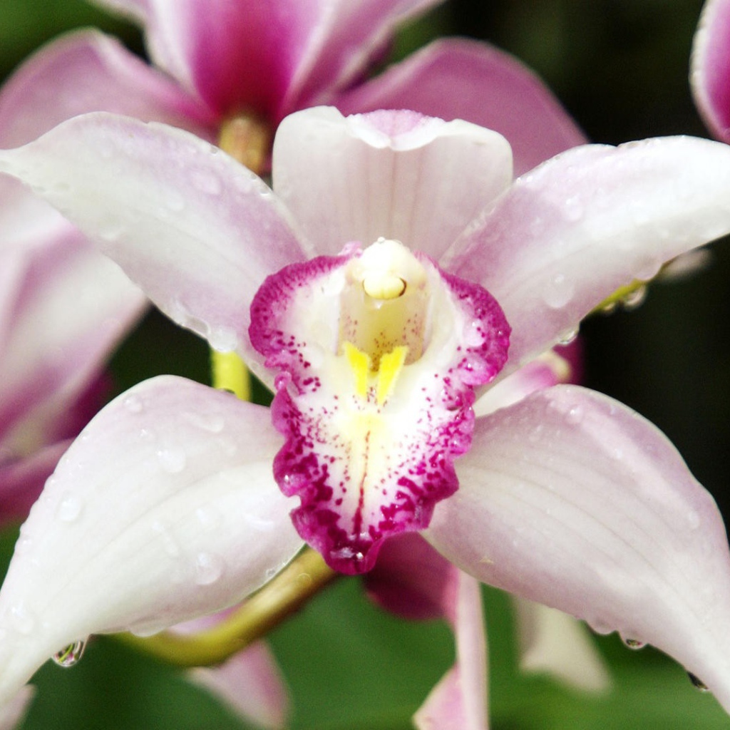 Орхидеи с каплями росы