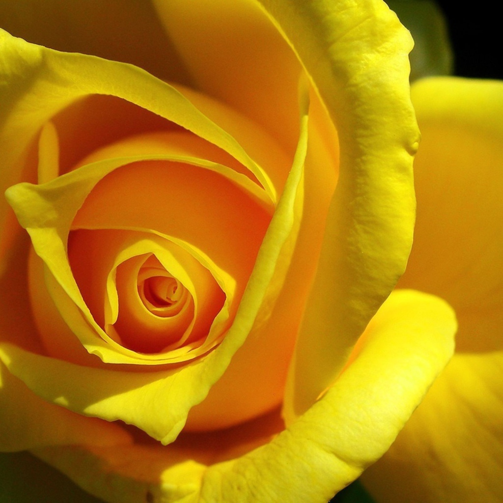 Оригинальная Желтая роза