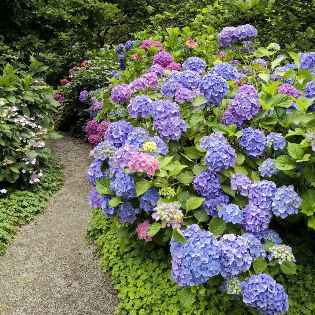 Тропинка среди цветов