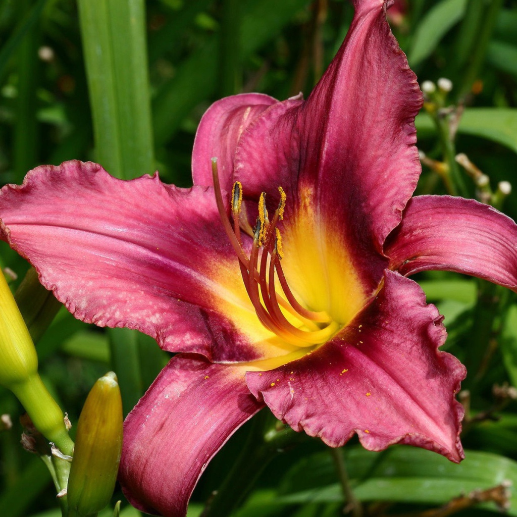 Розовая лилия