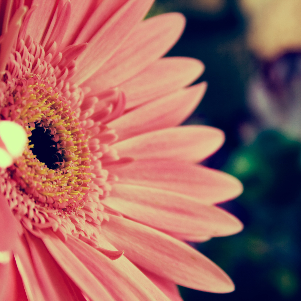 Розовая гербера