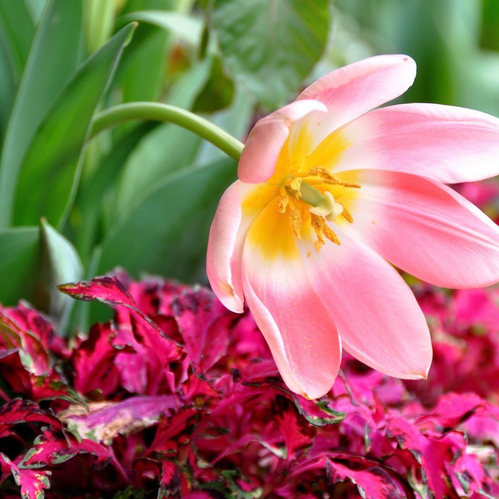 Розовый тюльпан распустился