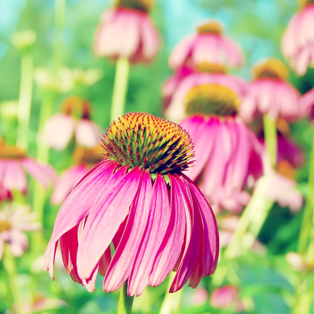 Розовая ромашка