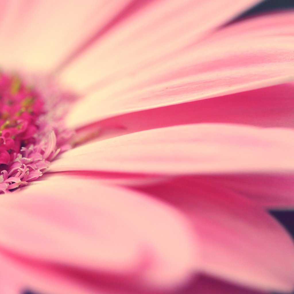 Лепестки розового цветка