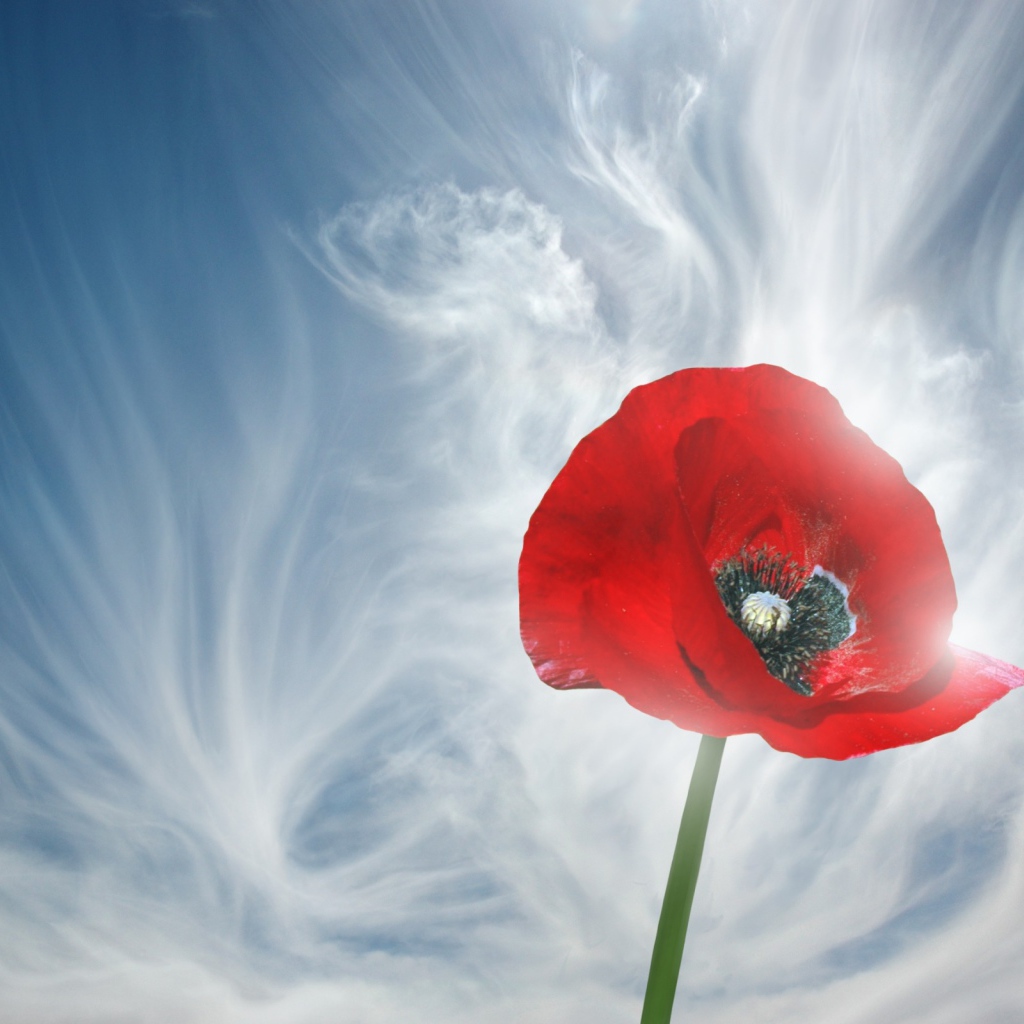 Мак и голубое небо