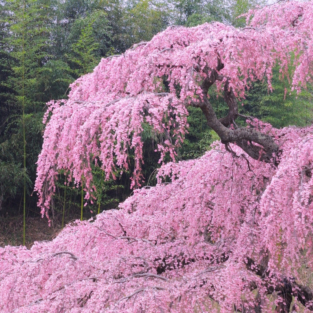 Бурное цветение весной