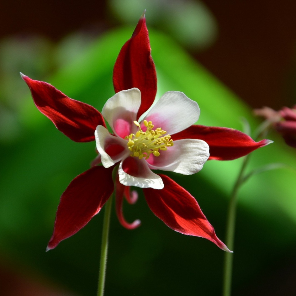 Красно белый цветок