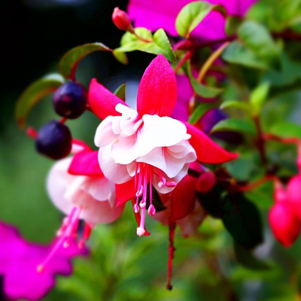 Красно-белые цветы