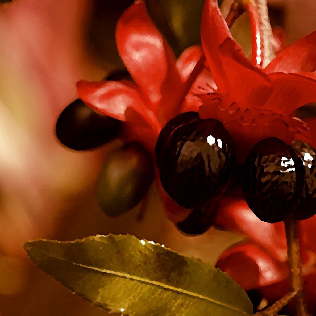 Красно черные цветы