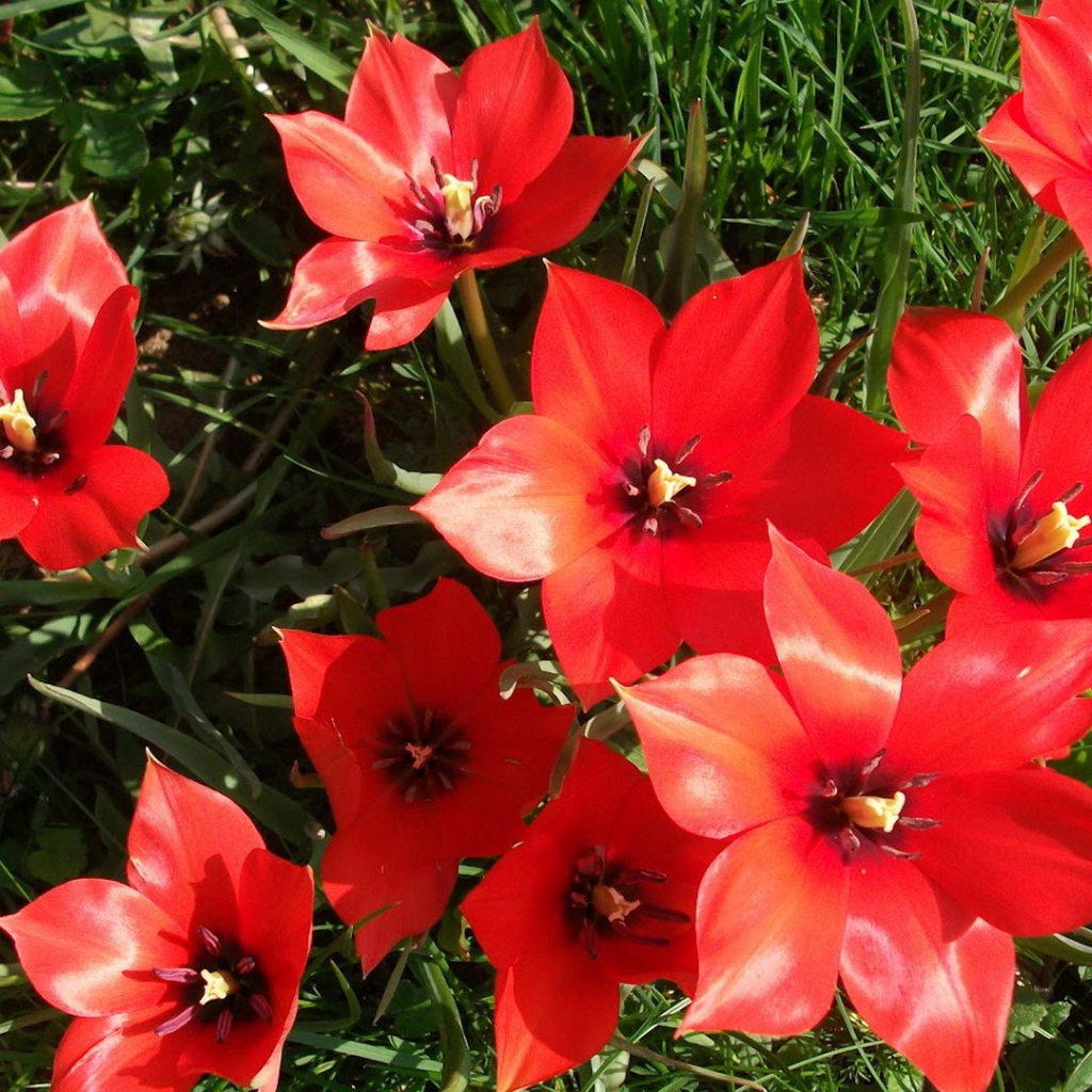 Красные блестящие цветы