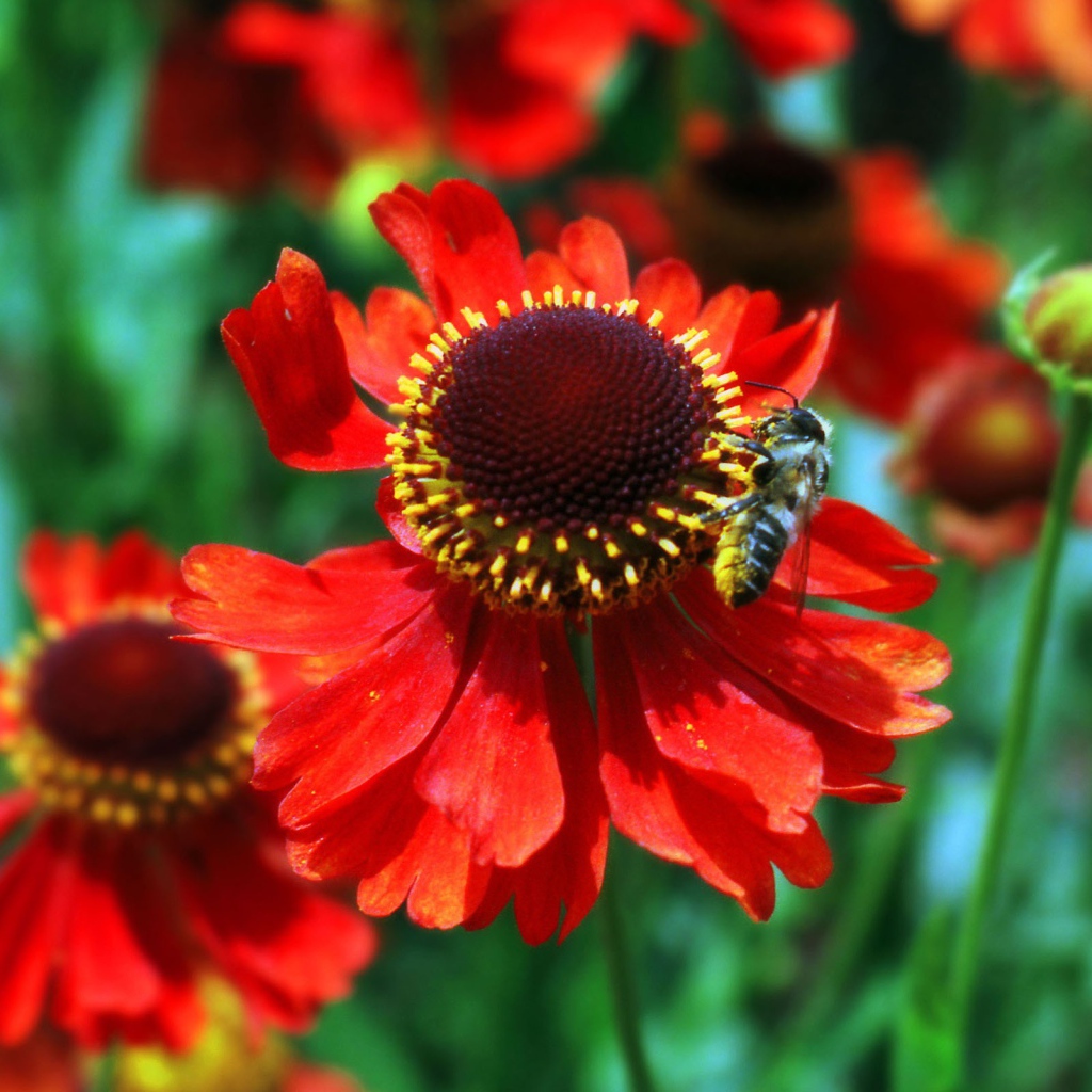 Красные цветы и пчела