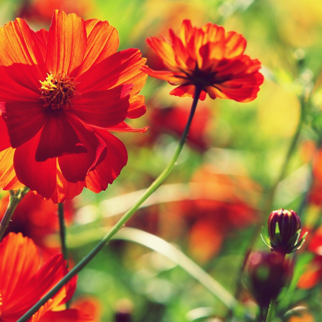 Красные цветы и бутоны