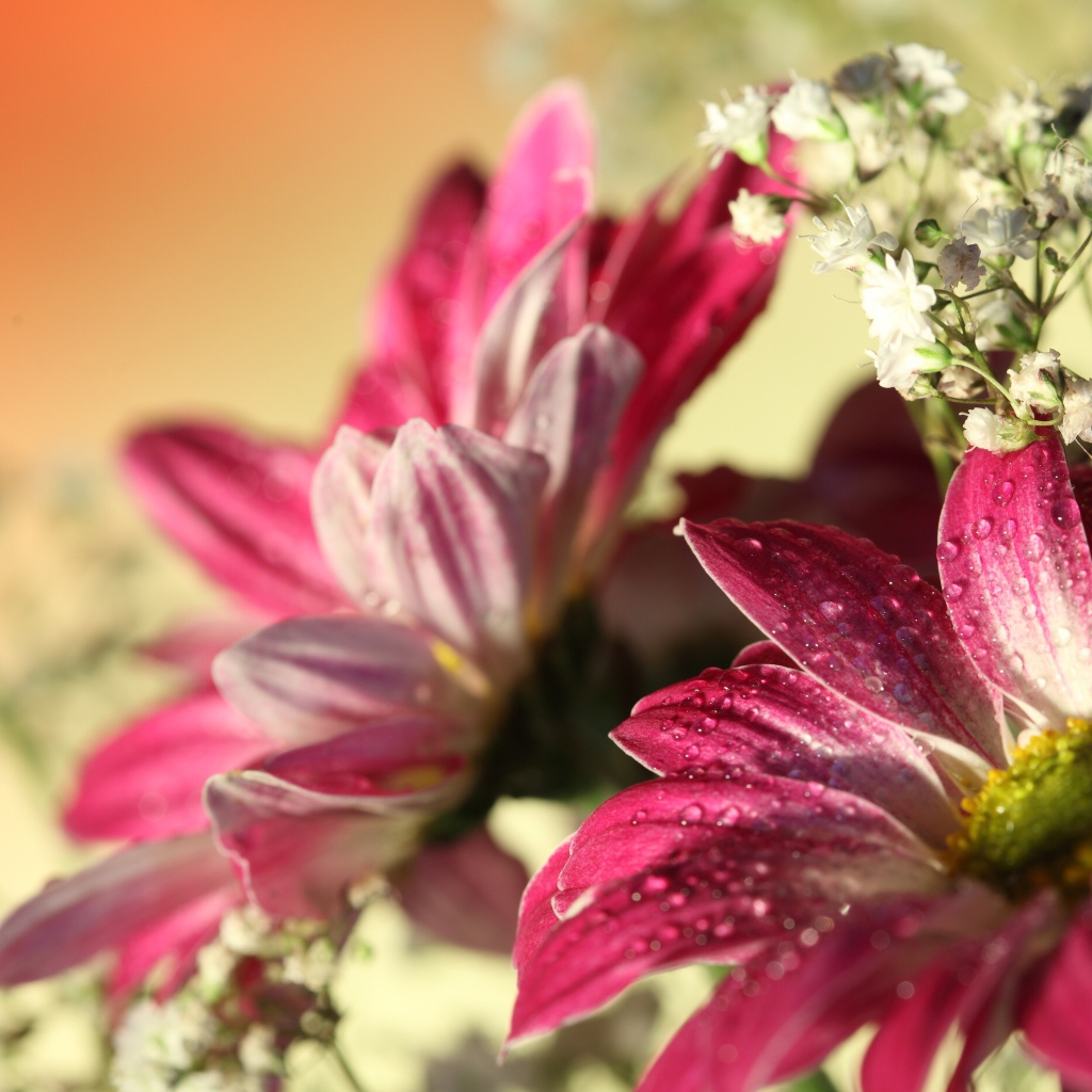 Красная гербера с каплями 