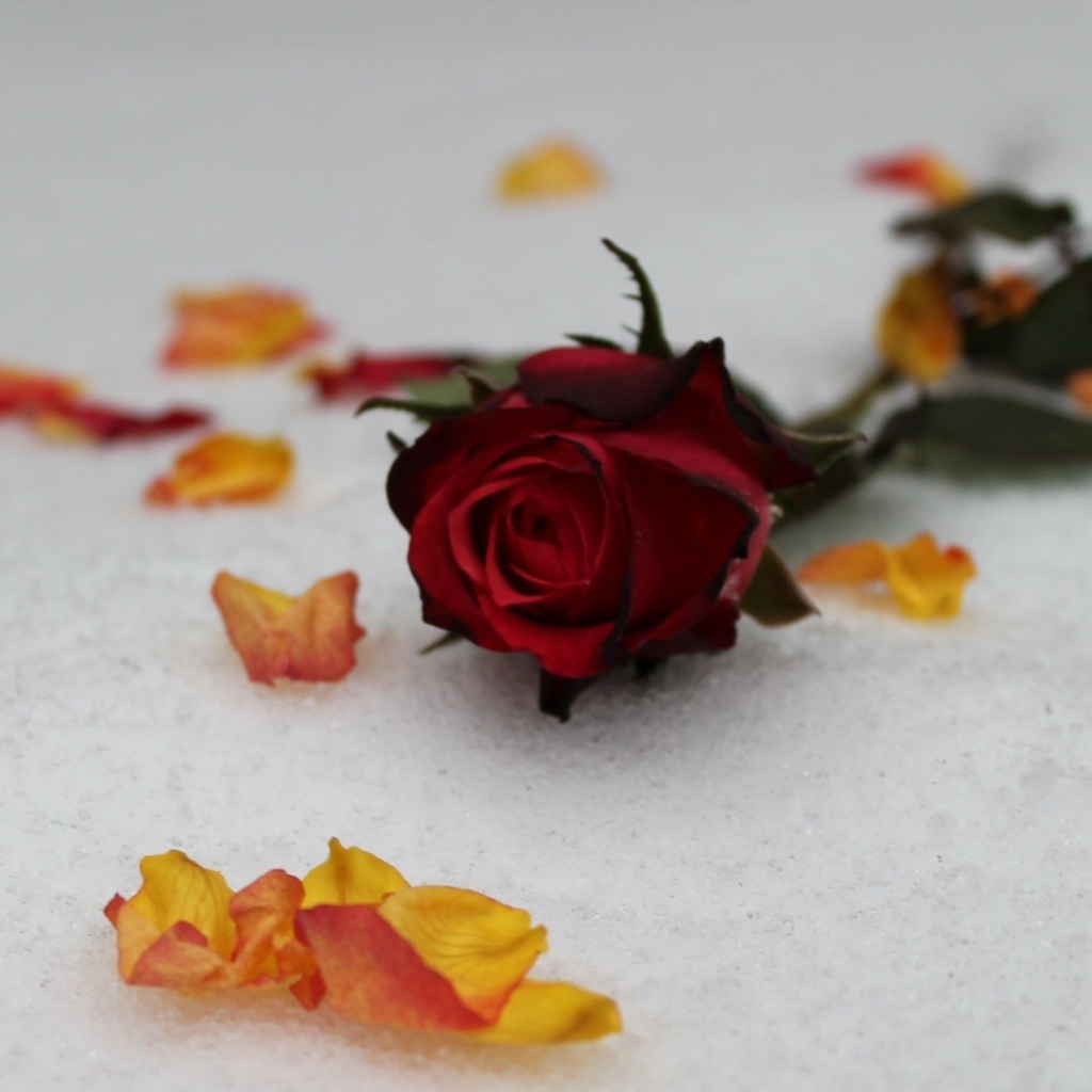 Красная роза на снегу