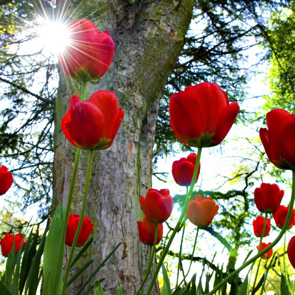Красные тюльпаны под солнцем