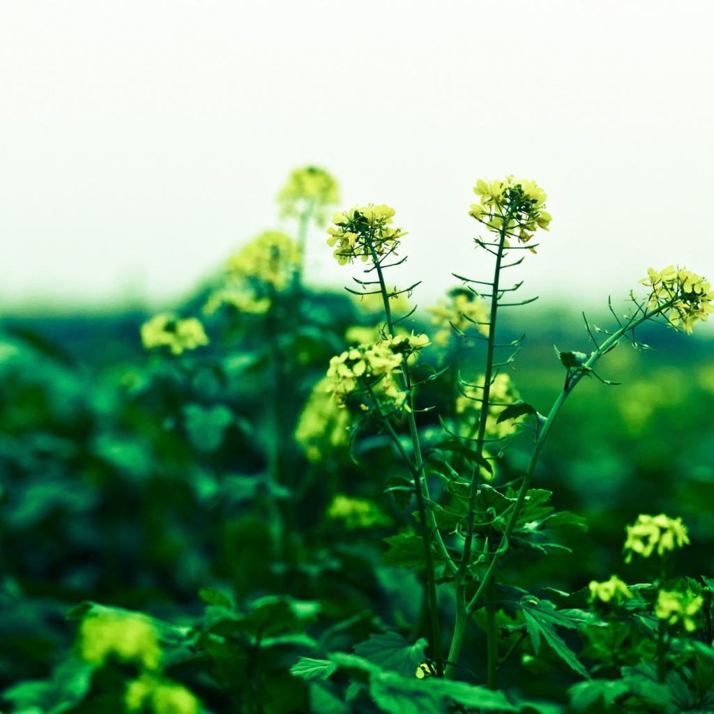 Маленькие желтые цветы