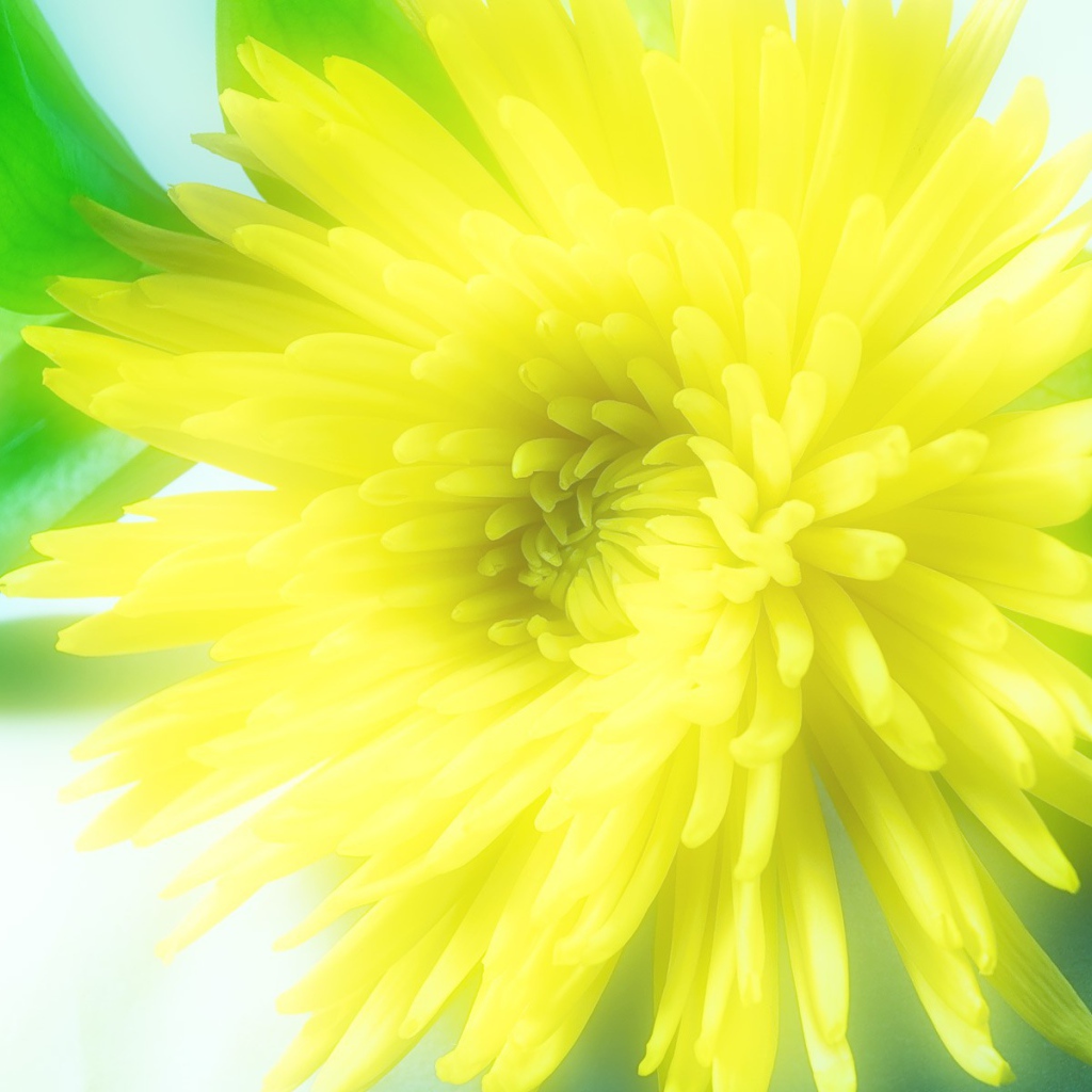 Солнечный цветок распустился